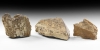 USA Dinosaur Bone Group USA Dinosaur Bone Group
