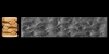 Mesopotamian Cylinder Seal with Fish Mesopotamian Cylinder Seal with Fish