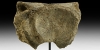 British Fossil Whale Vertebra British Fossil Whale Vertebra
