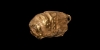Achaemenid Gold Lion Amulet Achaemenid Gold Lion Amulet
