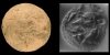 Mesopotamian Rock Crystal Warrior Stamp Seal Mesopotamian Rock Crystal Warrior Stamp Seal