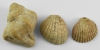 Shell Pendant Group Shell Pendant Group