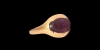 Sassanian Gold Ring with Bird Gemstone Sassanian Gold Ring with Bird Gemstone