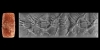 Neo-Assyrian Cylinder Seal with Winged Horses Neo-Assyrian Cylinder Seal with Winged Horses
