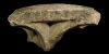 Carved Stone Window Section Carved Stone Window Section