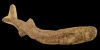 Large Carboniferous Fossil Fish Large Carboniferous Fossil Fish