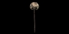 Amlash Silvered Pin Amlash Silvered Pin