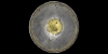 Hellenistic Gilt Silver Plate with Inscription Hellenistic Gilt Silver Plate with Inscription