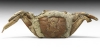Sentinel Crab Fossil Sentinel Crab Fossil