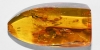 Polished Baltic Amber with Long-Legged Fly Polished Baltic Amber with Long-Legged Fly