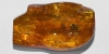 Polished Baltic Amber with Fly and Mite Polished Baltic Amber with Fly and Mite
