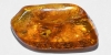 Polished Moroccan Copal with Fungus, Gnats and Others Polished Moroccan Copal with Fungus, Gnats and Others