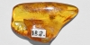 Polished Baltic Amber with Chironomid Midge Polished Baltic Amber with Chironomid Midge
