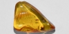Polished Baltic Amber with Nematoceran Flies Polished Baltic Amber with Nematoceran Flies