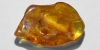 Polished Baltic Amber with Insect Polished Baltic Amber with Insect