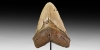 Large Megalodon Fossil Giant Sharks Tooth Large Megalodon Fossil Giant Sharks Tooth