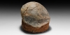 Fossil Hadrosaur Dinosaur Egg Fossil Hadrosaur Dinosaur Egg