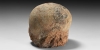 Fossil Hadrosaur Dinosaur Egg Fossil Hadrosaur Dinosaur Egg
