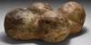 Fossil Hadrosaur Dinosaur Egg Clutch Fossil Hadrosaur Dinosaur Egg Clutch