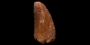 Fossil African Tyrannosaurs Rex Dinosaur Tooth Fossil African Tyrannosaurs Rex Dinosaur Tooth