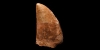Fossil African Tyrannosaurus Rex Dinosaur Tooth Fossil African Tyrannosaurus Rex Dinosaur Tooth