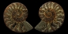 Cut and Polished Fossil Ammonite Cut and Polished Fossil Ammonite
