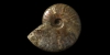 Opal Lustre Fossil Ammonite Opal Lustre Fossil Ammonite