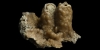 Fossil Coral Specimen Fossil Coral Specimen