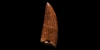 Large African Tyrannosaurus Rex Fossil Dinosaur Tooth Large African Tyrannosaurus Rex Fossil Dinosaur Tooth