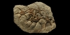 Fossil Starfish Mortality Plate Fossil Starfish Mortality Plate