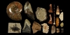 Fossil Collection Fossil Collection