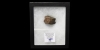 Tyrannosaurus Rex Fossil Bone Section Tyrannosaurus Rex Fossil Bone Section