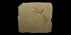 Fossil Dragonfly Fossil Dragonfly