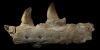 Mosasaur Jaw Section Mosasaur Jaw Section