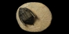 Fossil Zilchovaspis Trilobite Fossil Zilchovaspis Trilobite