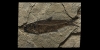 Knightia Alta Fossil Fish Knightia Alta Fossil Fish