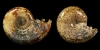 Polished Fossil Ammonite Group Polished Fossil Ammonite Group