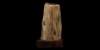 Fossil Wood Branch Display Fossil Wood Branch Display