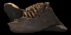 Baby Mammoth Tooth in Jaw Section Baby Mammoth Tooth in Jaw Section