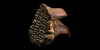 Juvenile Mammoth Tooth Juvenile Mammoth Tooth