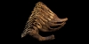 Juvenile Mammoth Tooth Juvenile Mammoth Tooth