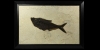 Large Framed Wyoming Fossil Fish Large Framed Wyoming Fossil Fish