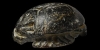 Scarab Amulet Scarab Amulet