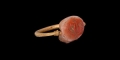 Roman Gemstone in Gold Swivel Ring