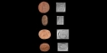 Western Asiatic Stamp Seal Group