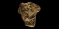 Roman Panther Head