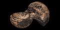 Western Asiatic Margiana Frog Libation Cup