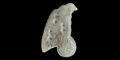 Western Asiatic Jemdet Nasr Type Bone Vulture Stamp Seal