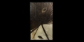 Natural History - Fish and Plant Fossil Montage