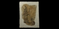 Parthian Fresco of an Archer